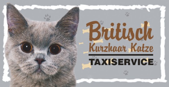 Tier Autoaufkleber Britische Kurzhaar Katze 5 Stk 